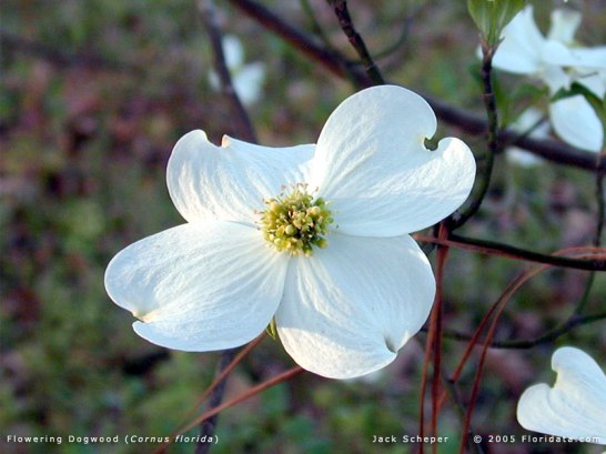 marchdogwood800.jpg