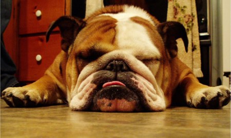 sad-bulldog01.jpg